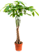 Insta-friendly Money Tree Pachira aquatica Tall Indoor House Plants Trees
