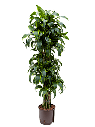 Insta-friendly Corn Plant Dracaena fragrans 'Dorado' Tall Indoor House Plants Trees
