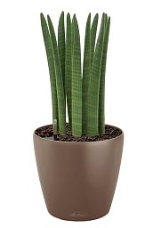 Sansevieria Cylindrica in LECHUZA CLASSICO Color Self-watering Planter, Total Height 55 cm