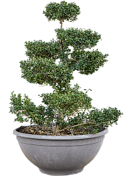 Cute Japanese Holly Ilex crenata 'Convexa'