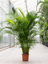 Tropical Golden Cane Palm Dypsis (Areca) lutescens Indoor House Plants