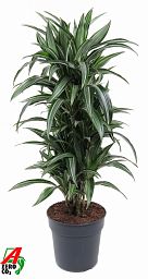 Easy-Care Corn Plant Dracaena fragrans 'Ulises' Tall Indoor House Plants Trees