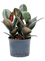 Lush Rubber Plant Ficus elastica 'Abidjan' Indoor House Plants