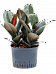 Lush Rubber Plant Ficus elastica 'Abidjan' Indoor House Plants