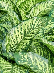 Lush Leopard Lily Dieffenbachia seguine 'Maroba' Indoor House Plants