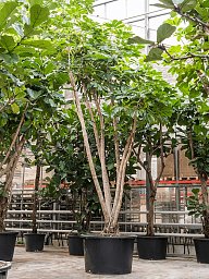 Cheerful Umbrella Tree Schefflera actinophylla 'Amate' Indoor House Plants