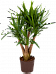 Insta-friendly Spineless Yucca elephantipes Tall Indoor House Plants Trees