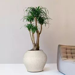 Mediterranean Ficonstone Planter | Indoor and Outdoor Plant Pot Zeus Vase