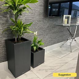 Insta-friendly Corn Plant Dracaena fragrans 'Golden Coast' Tall Indoor House Plants Trees