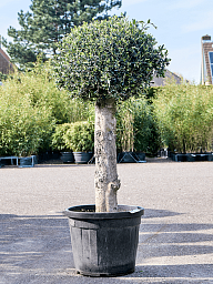 Showy Olive Olea europaea