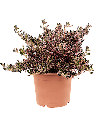 Lush Mirror Bush Coprosma repens 'Pacific Sunrise' Indoor House Plants