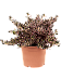 Lush Mirror Bush Coprosma repens 'Pacific Sunrise' Indoor House Plants
