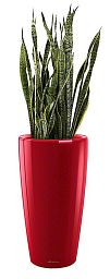 Sansevieria Zeylanica in LECHUZA RONDO Self-watering Planter, Total Height 120 cm