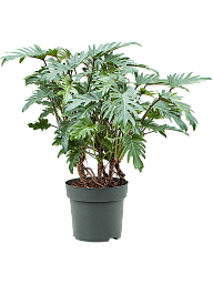 Lush Heart-Leaf Philodendron 'Xanadu' Indoor House Plants