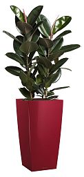 Ficus Elastica Abidjan in LECHUZA CUBICO Self-watering Planter, Total Height 190 cm