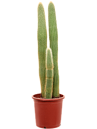 Easy-Care Red Foxtail Cactus Espostoa (Vatricania) guentheri Indoor House Plants