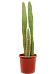 Easy-Care Red Foxtail Cactus Espostoa (Vatricania) guentheri Indoor House Plants