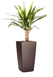 Yucca in LECHUZA CUBICO Self-watering Planter, Total Height 70 cm