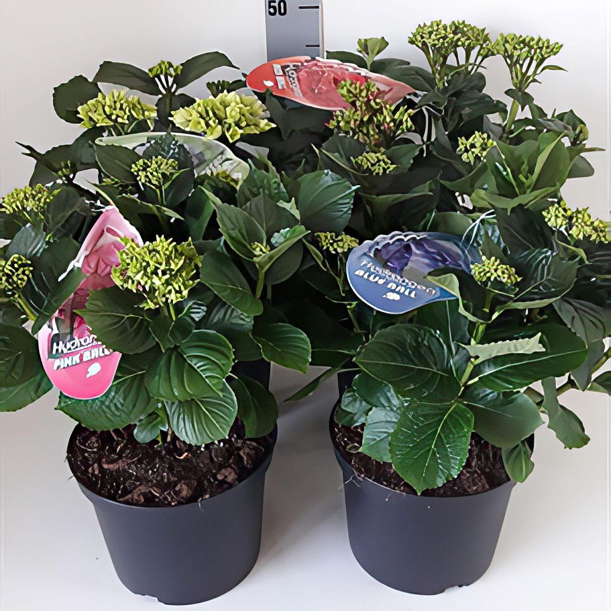 Easy-Care Hydrangea Bush Indoor House Plants