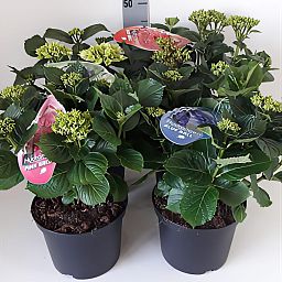 Easy-Care Hydrangea Bush Indoor House Plants