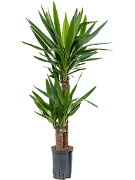 Insta-friendly Spineless Yucca elephantipes Tall Indoor House Plants Trees