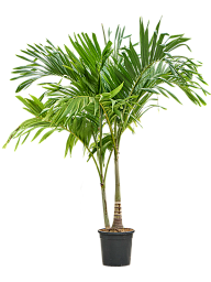 Lush Manila Palm Veitchia (Adonidia) merrillii (575-650) Indoor House Plants