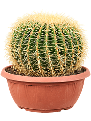Photogenic Barrel Cactus Echinocactus grusonii Indoor House Plants