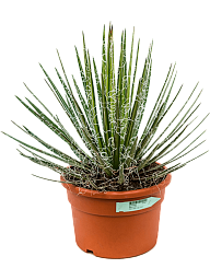 Striking Thread Agave filifera Indoor House Plants