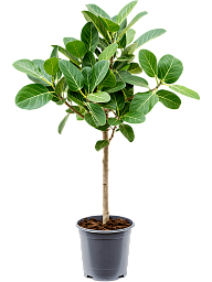 Lush Banyan Fig Ficus benghalensis 'Audrey' Indoor House Plants