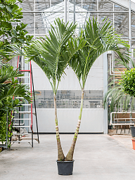 Lush Manila Palm Veitchia (Adonidia) merrillii (575-650) Indoor House Plants