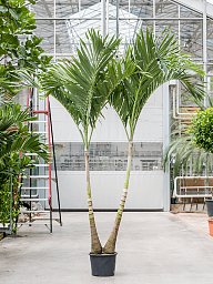 Lush Manila Palm Veitchia (Adonidia) merrillii (575-650) Indoor House Plants