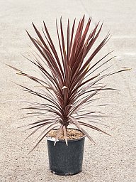 Photogenic Ti Plant Cordyline australis 'Red Star' Indoor House Plants