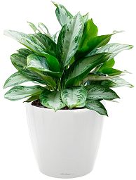 Aglaonema Silver Bay in LECHUZA CLASSICO LS Self-watering Planter, Total Height 90 cm