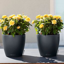 LECHUZA CLASSICO Color Round Poly Resin Self-watering Planter