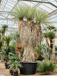 Yucca rigida