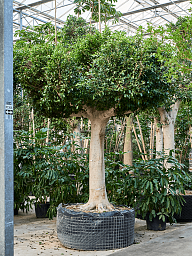 Lush Weeping Fig Ficus microcarpa ‘Nitida’ Tall Indoor House Plants Trees
