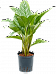 Shade-loving Chinese Evergreen Aglaonema 'Stripes' Indoor House Plants