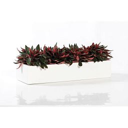 WINDOW BOX Fiberstone Slim Low Planter by Idealist Premium Balcony