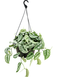 Shade-loving Satin Pothos Scindapsus pictus 'Trebie' Indoor House Plants