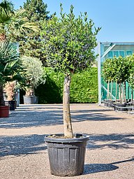 Showy Olive Olea europaea