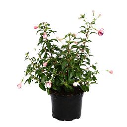Fuchsia Bella Fuchsia Bush