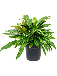 Lush Heart-Leaf Philodendron 'Little Phil' Indoor House Plants