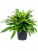Lush Heart-Leaf Philodendron 'Little Phil' Indoor House Plants