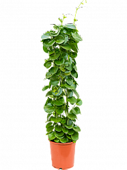 Shade-loving Grape Ivy Cissus rotundifolia Indoor House Plants