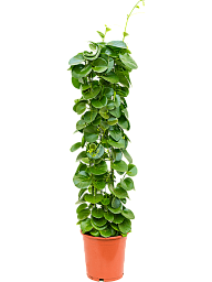 Shade-loving Grape Ivy Cissus rotundifolia Indoor House Plants
