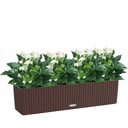 Blooming Anthurium White Champion in LECHUZA BALCONERA Cottage Self-watering Planter, Total Height 4