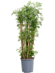 Lush Chinese Aralia (Polyscias) 'Ming' Indoor House Plants