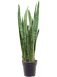 Elegant Snake Plant Sansevieria zeylanica Indoor House Plants