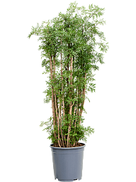 Lush Chinese Aralia (Polyscias) 'Ming' Indoor House Plants