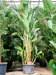 Tropical Bird of Paradise Strelitzia nicolai Indoor House Plants